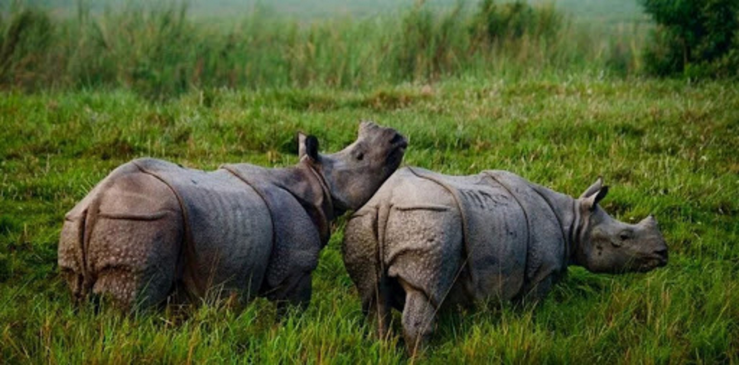 ६ वर्षपछि गणना : देशभरका निकुञ्जमा १ सय ७ गैँडा थपिए