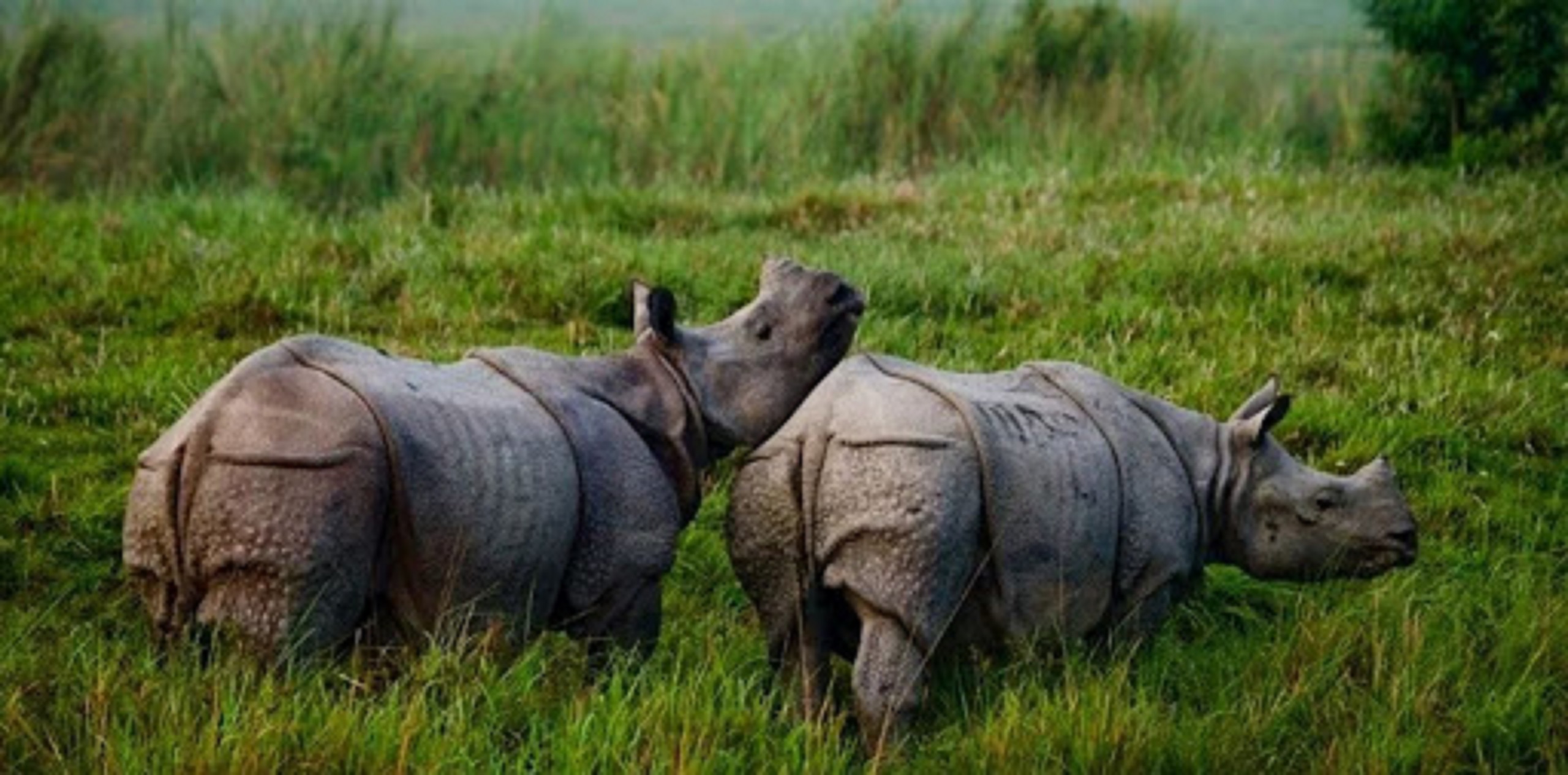 ६ वर्षपछि गणना : देशभरका निकुञ्जमा १ सय ७ गैँडा थपिए