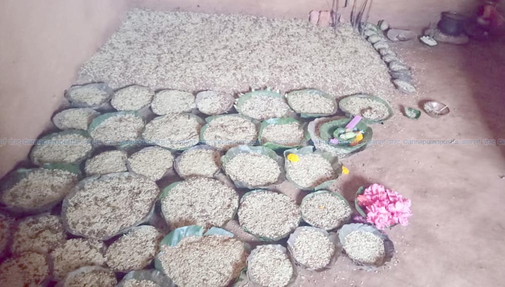 १३६ घरधुरीको जमरा एकै ठाउँमा : छुवाछुत नियन्त्रणमा नमूना गाउँ