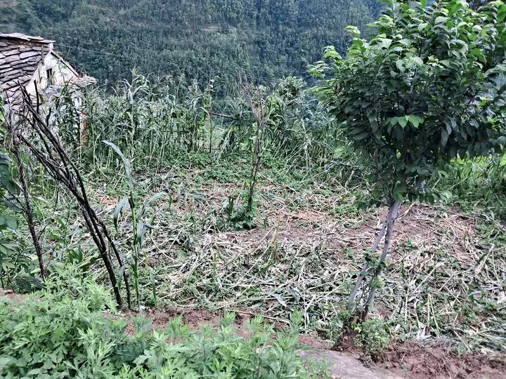 अछाममा जंगली जनावर बदेलले मकै धानबाली नष्ट गर्न थाले पछि किसान चिन्तीत